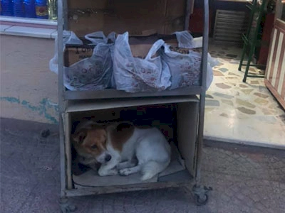 a brown and white dog curled up on a shelving unit outside