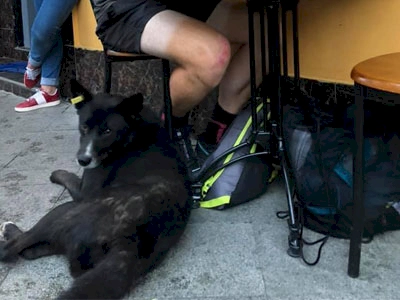 A black dog curled up by Stew's feet as Stew eats dinner.