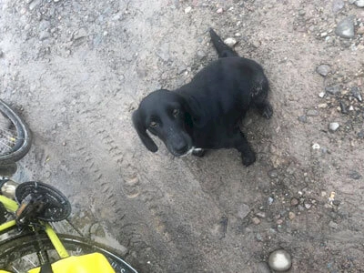 A little black dog with a missing eye