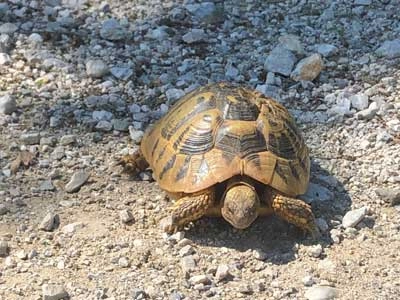 Tortoise in the road